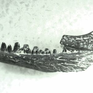 General Permian Age Captorhinus Jaw Fossils From Oklahoma For Sale #77