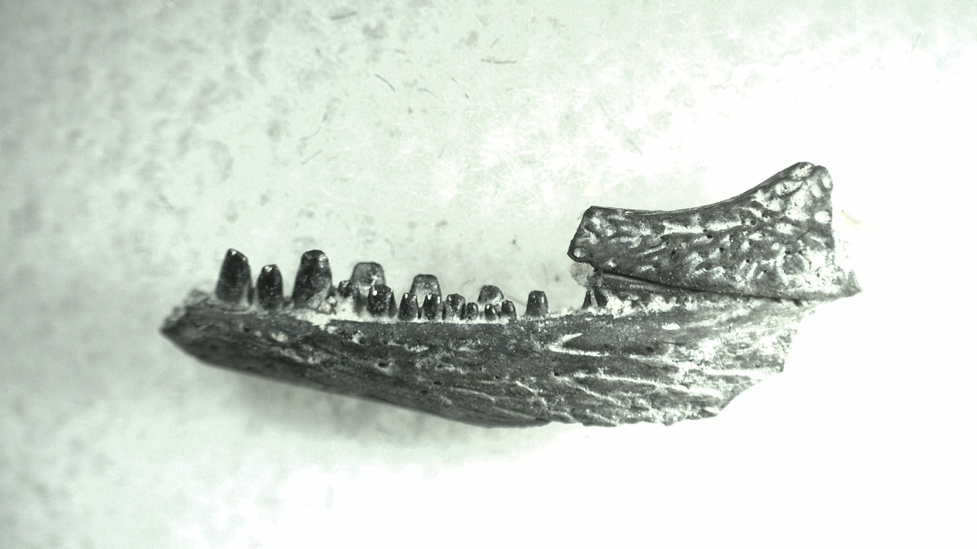 Oklahoma Permian Captorhinus Jaw 77 | Fossils for Sale General Permian Age Captorhinus Jaw Fossils From Oklahoma For Sale #77