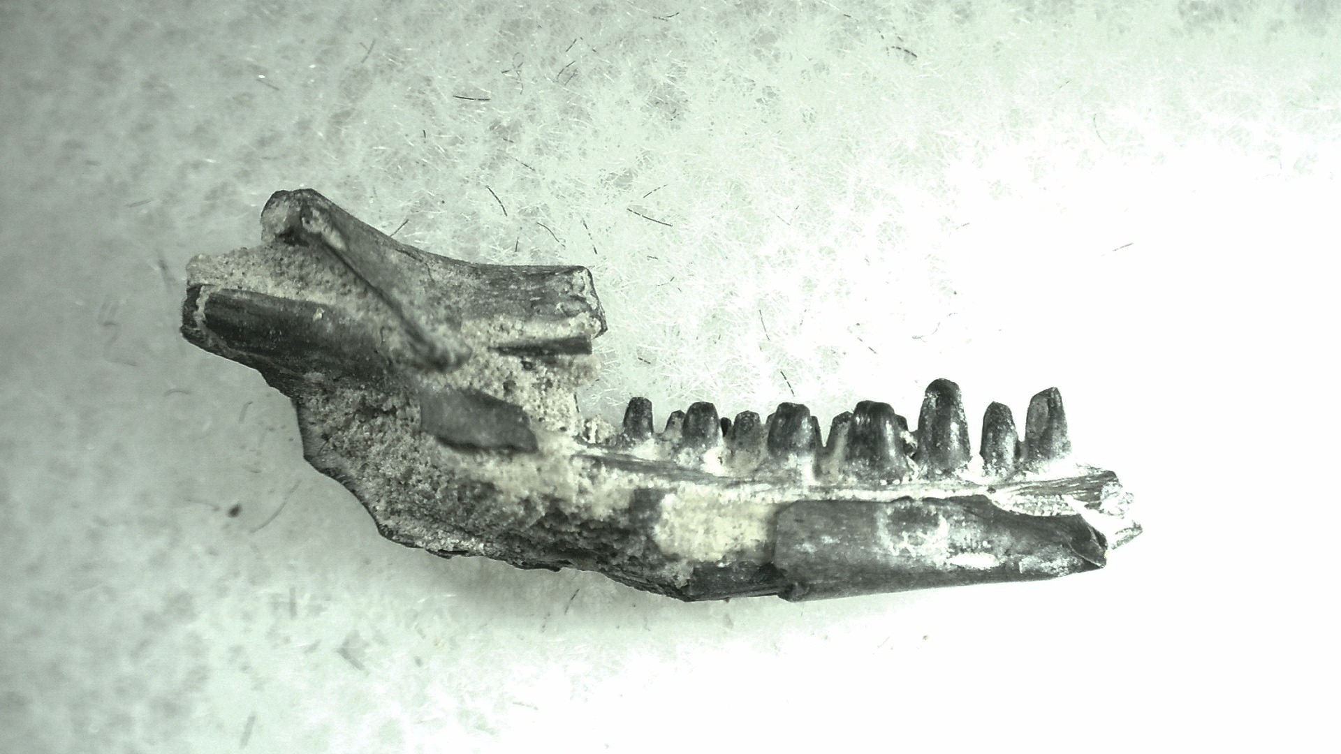 Oklahoma Permian Captorhinus Jaw 77a | Fossils for Sale General Permian Age Captorhinus Jaw Fossils From Oklahoma For Sale #77a