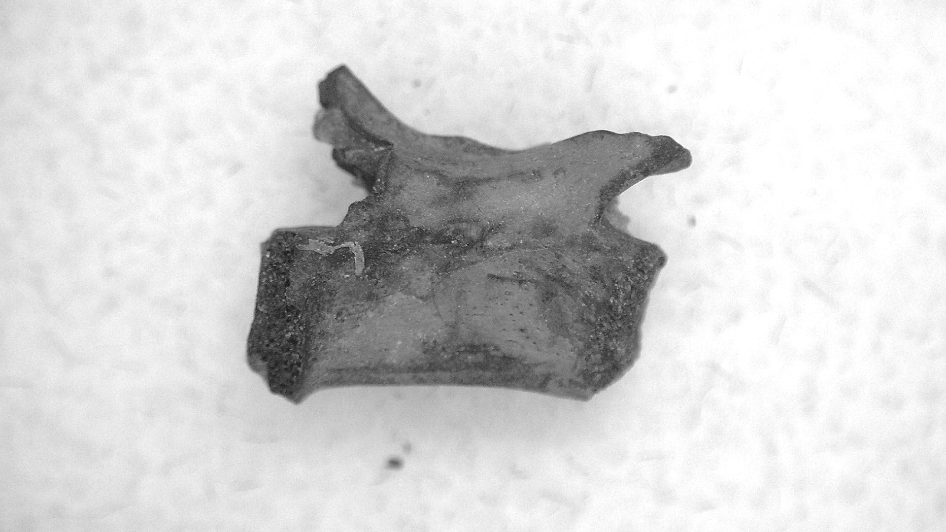 Oklahoma Permian Mycterosaurus Vertebrae 26 | Fossils for Sale Genuine Permian Age Mycterosaurus Vertebrae Fossils for Sale from Oklahoma #26