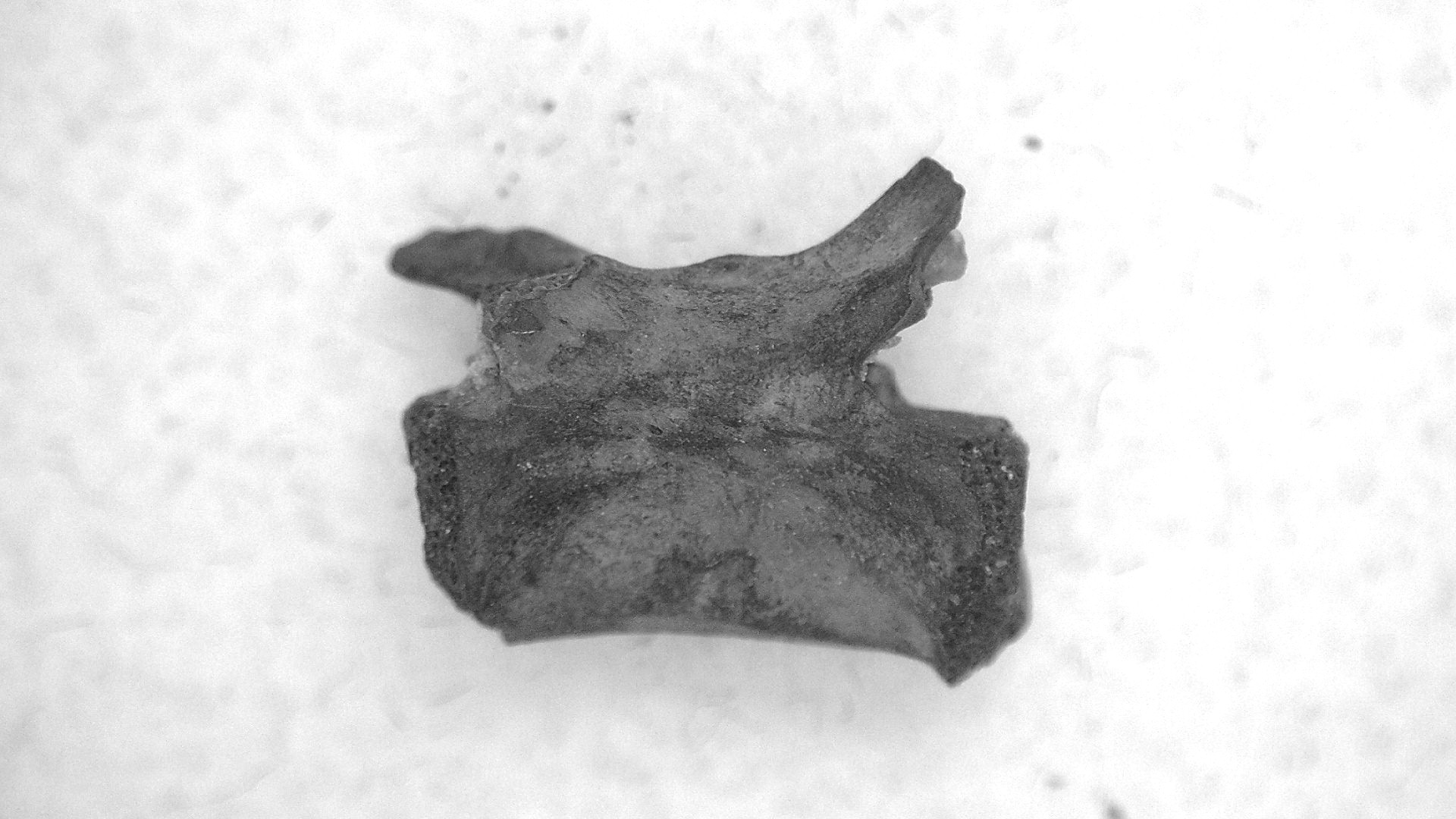 Oklahoma Permian Mycterosaurus Vertebrae 26a | Fossils for Sale Genuine Permian Age Mycterosaurus Vertebrae Fossils for Sale from Oklahoma #26a
