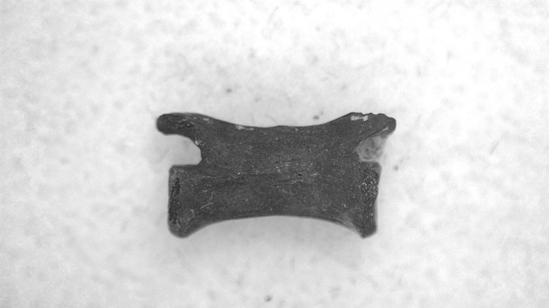 Oklahoma Permian Mycterosaurus Vertebrae 27 | Fossils for Sale Genuine Permian Age Mycterosaurus Vertebrae Fossils for Sale from Oklahoma #27