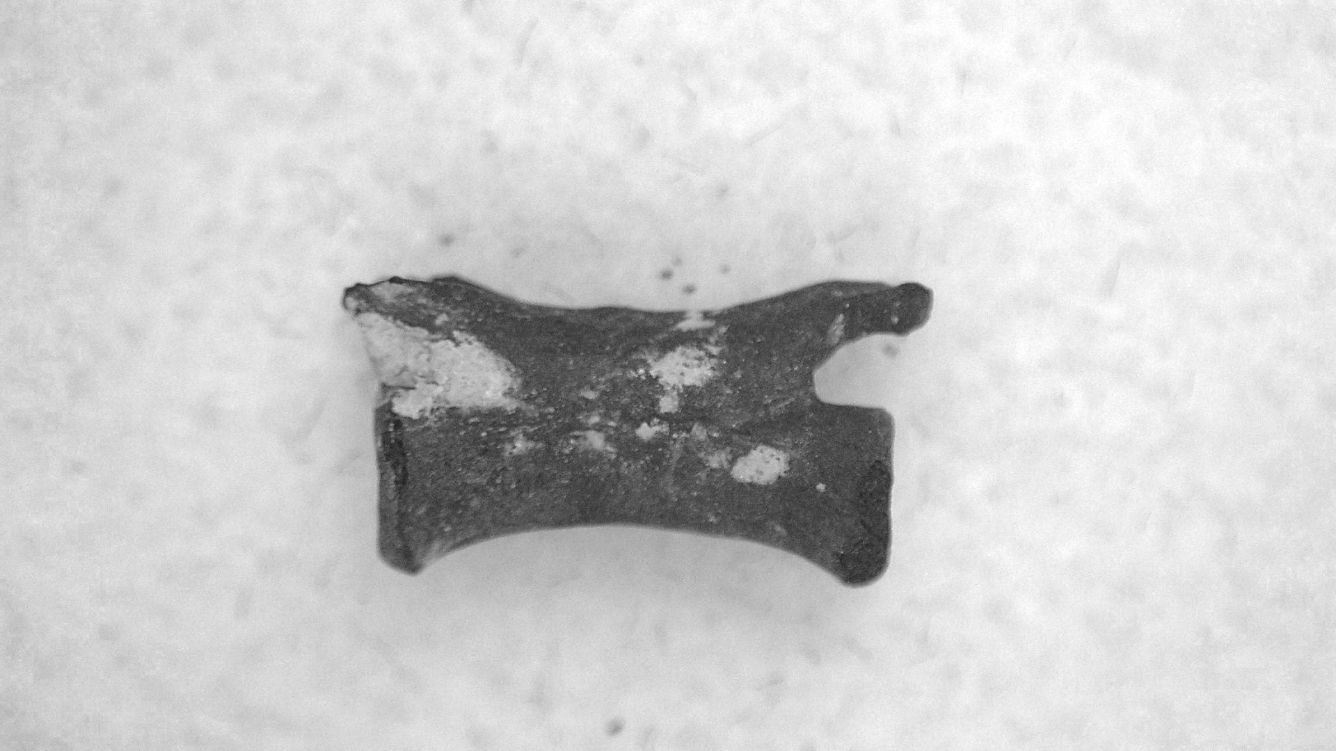 Oklahoma Permian Mycterosaurus Vertebrae 27a | Fossils for Sale Genuine Permian Age Mycterosaurus Vertebrae Fossils for Sale from Oklahoma #27a