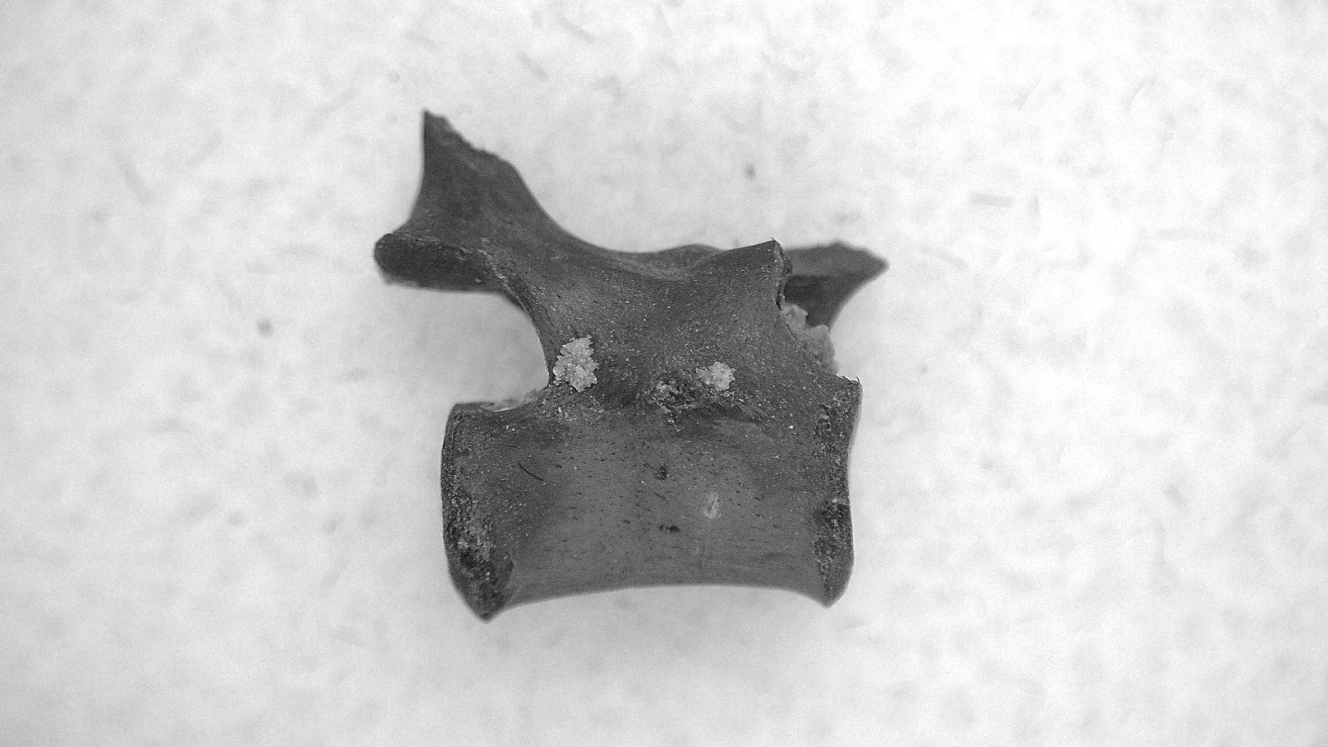 Oklahoma Permian Mycterosaurus Vertebrae 28 | Fossils for Sale Genuine Permian Age Mycterosaurus Vertebrae Fossils for Sale from Oklahoma #28