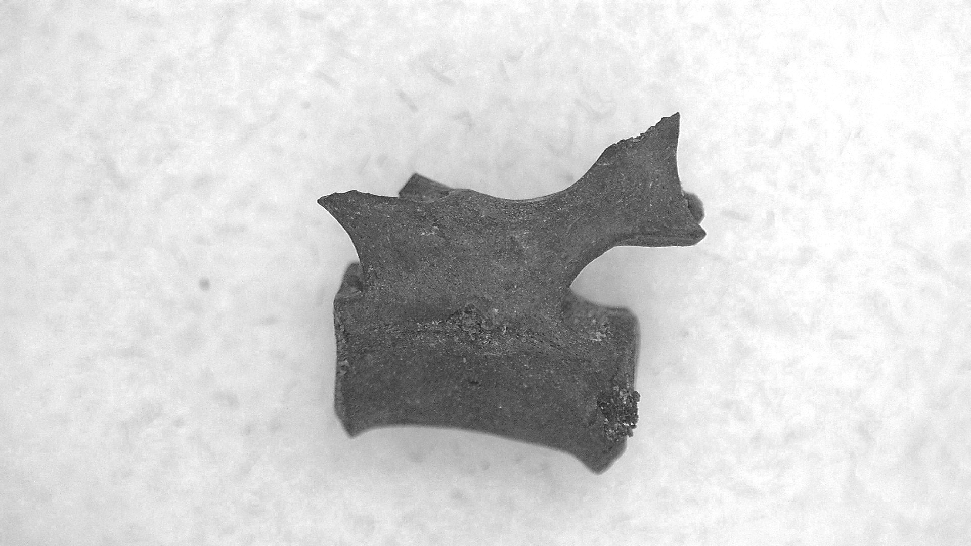 Oklahoma Permian Mycterosaurus Vertebrae 28a | Fossils for Sale Genuine Permian Age Mycterosaurus Vertebrae Fossils for Sale from Oklahoma #28a