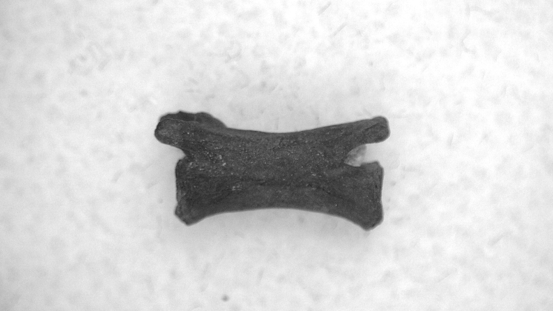 Oklahoma Permian Mycterosaurus Vertebrae 29 | Fossils for Sale Genuine Permian Age Mycterosaurus Vertebrae Fossils for Sale from Oklahoma #29