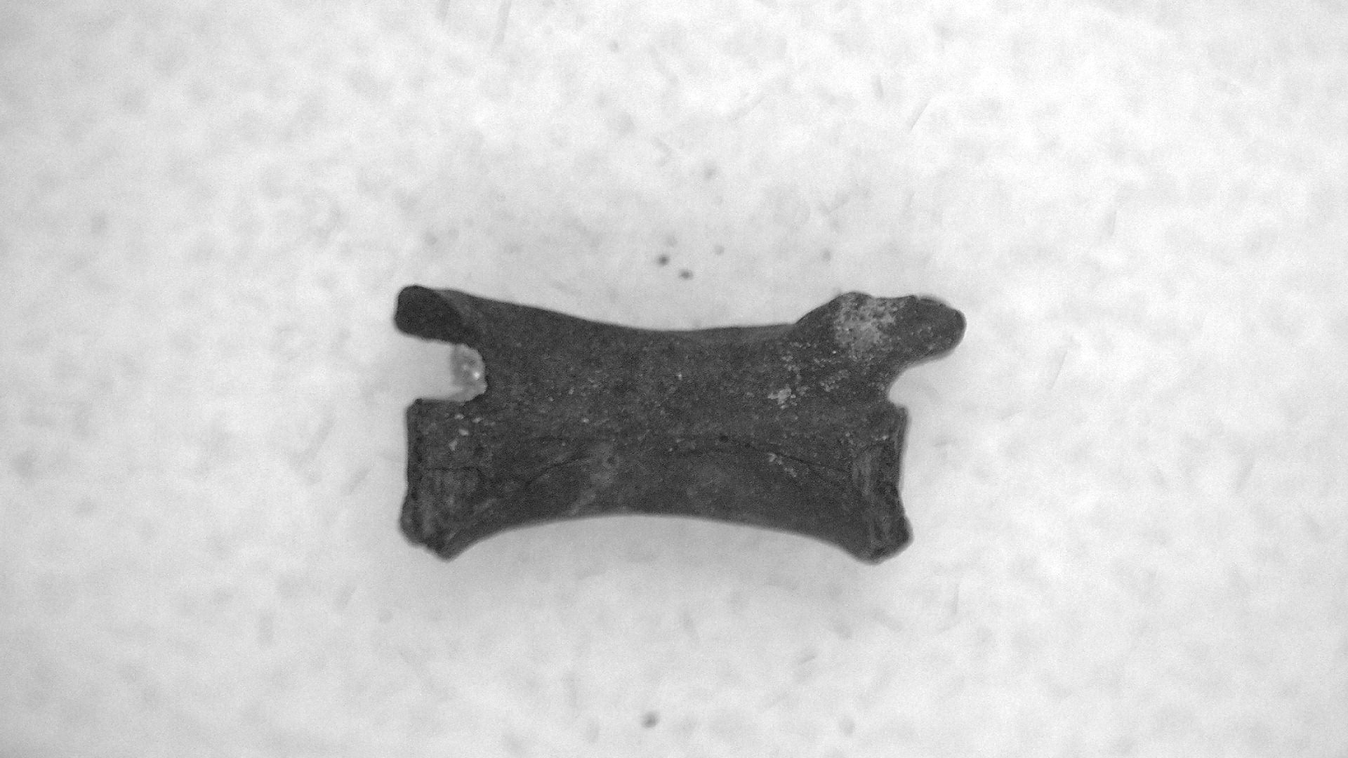 Oklahoma Permian Mycterosaurus Vertebrae 29a | Fossils for Sale Genuine Permian Age Mycterosaurus Vertebrae Fossils for Sale from Oklahoma #29a