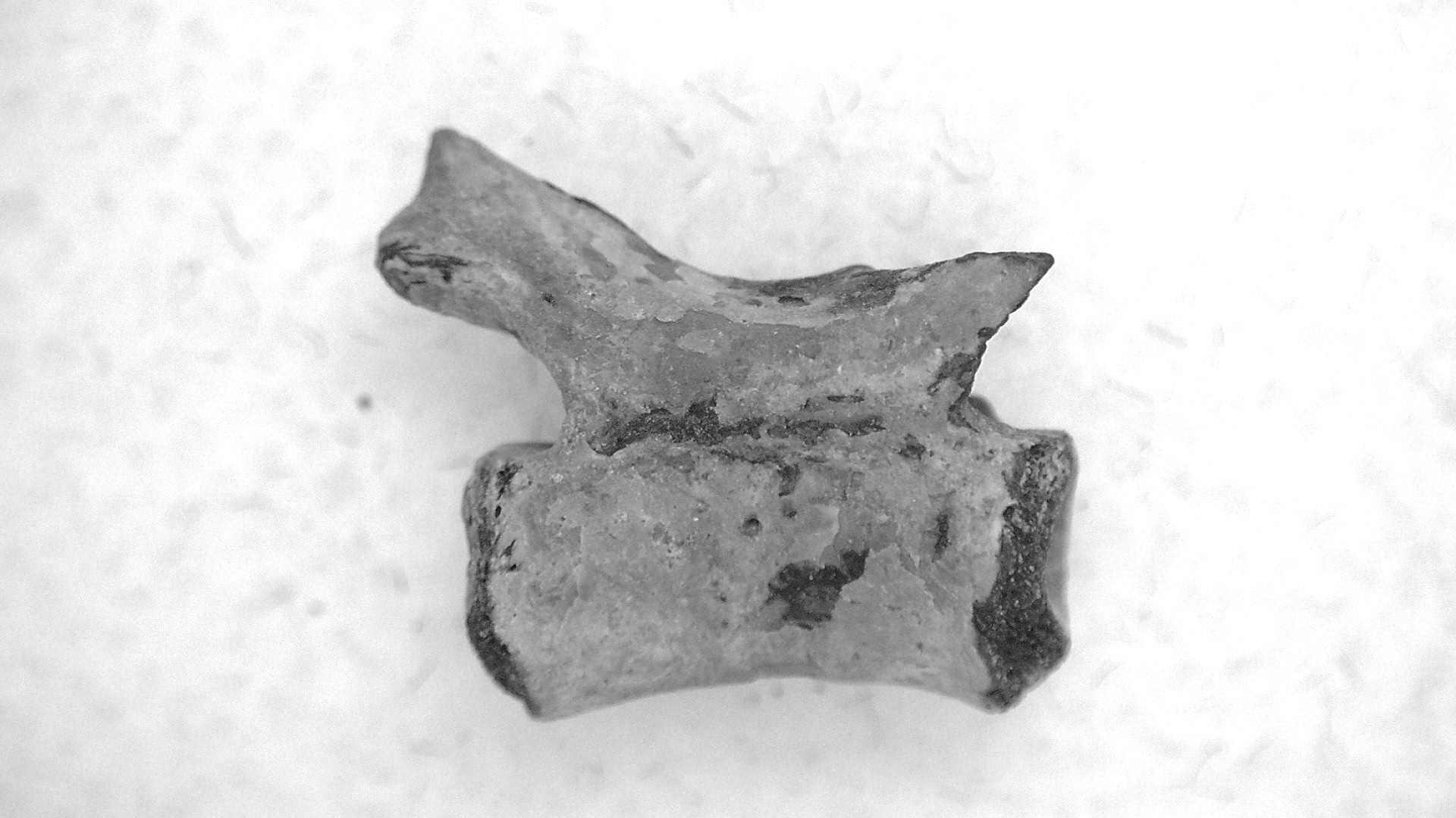 Oklahoma Permian Mycterosaurus Vertebrae 30 | Fossils for Sale Genuine Permian Age Mycterosaurus Vertebrae Fossils for Sale from Oklahoma #30