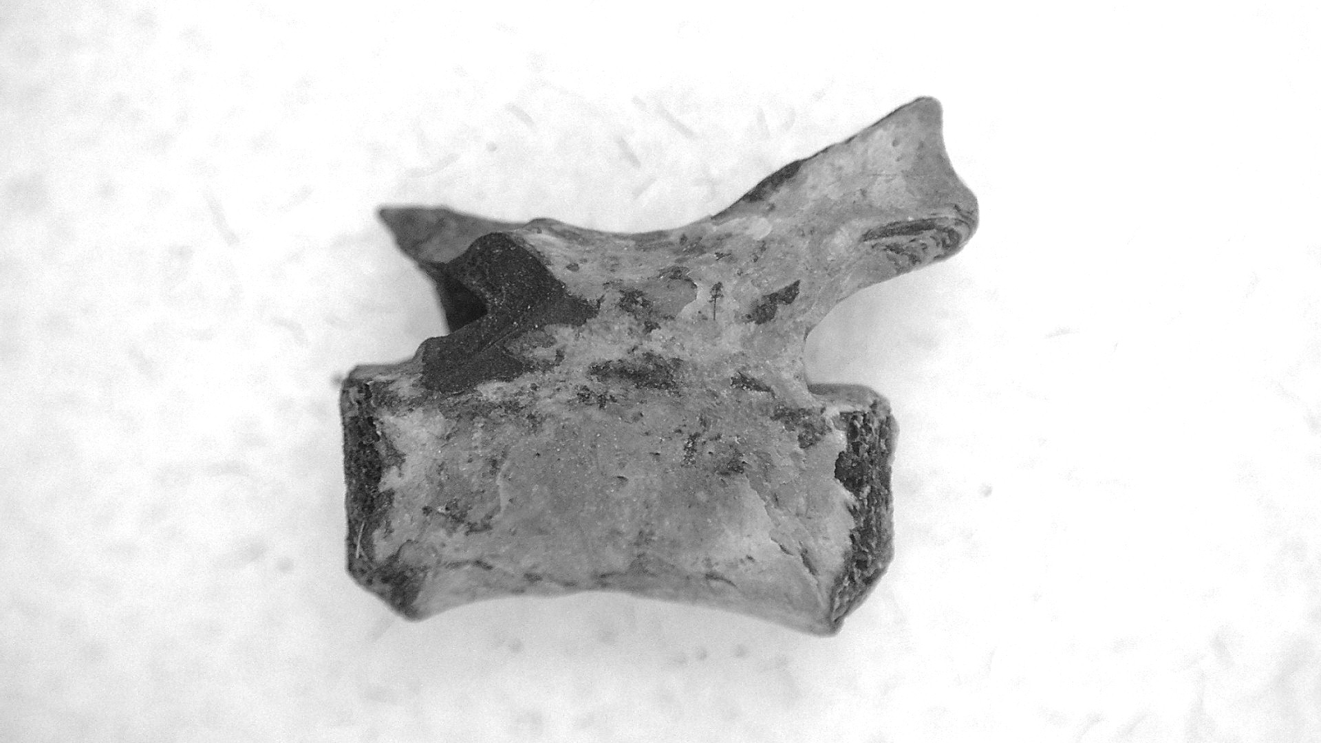 Oklahoma Permian Mycterosaurus Vertebrae 30a | Fossils for Sale Genuine Permian Age Mycterosaurus Vertebrae Fossils for Sale from Oklahoma #30a
