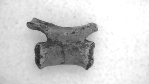 Genuine Permian Age Mycterosaurus Vertebrae Fossils for Sale from Oklahoma #52a