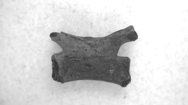 Genuine Permian Age Mycterosaurus Vertebrae Fossils for Sale from Oklahoma #55a