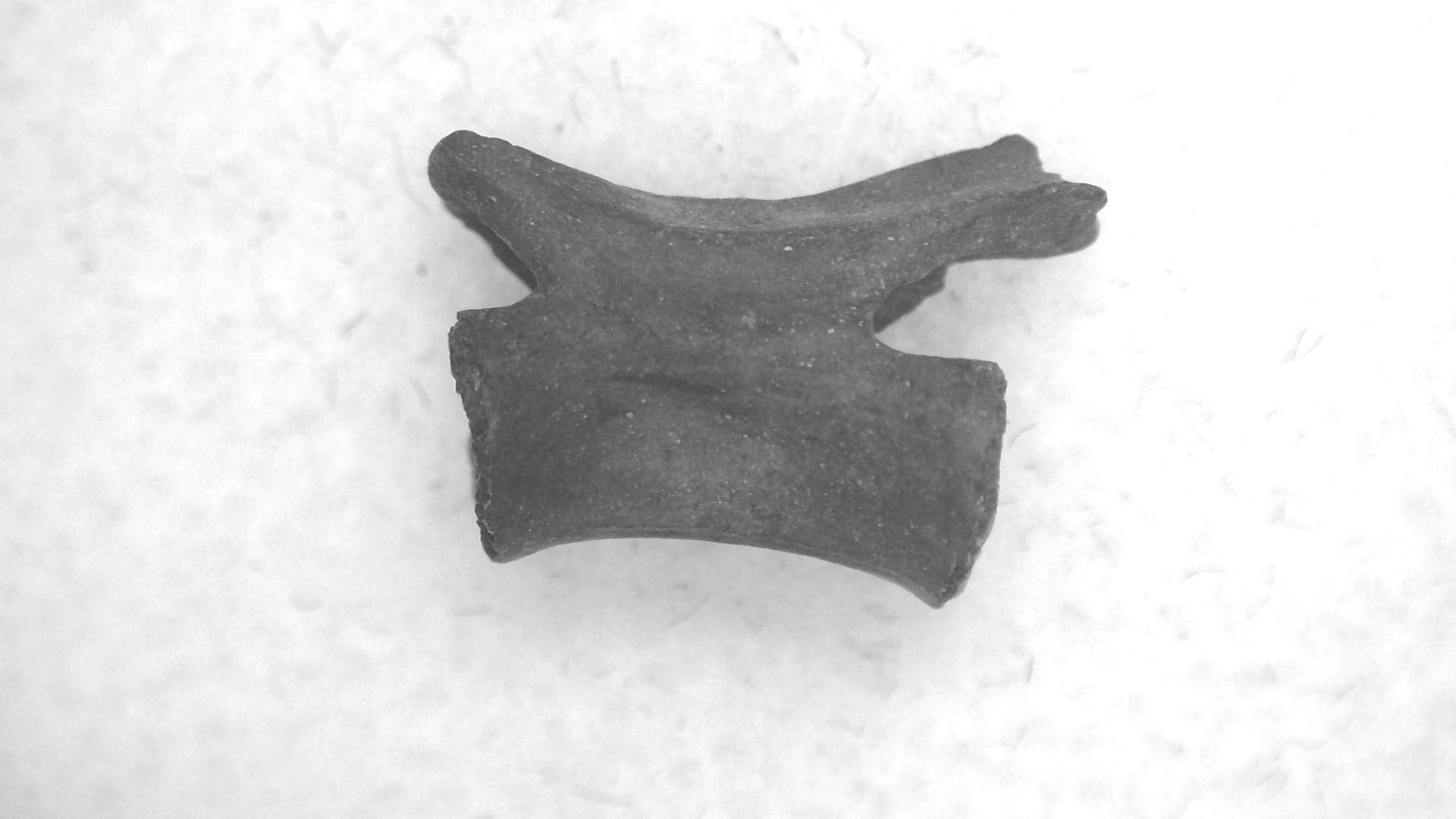 Oklahoma Permian Mycterosaurus Vertebrae 60 | Fossils for Sale Genuine Permian Age Mycterosaurus Vertebrae Fossils for Sale from Oklahoma #60
