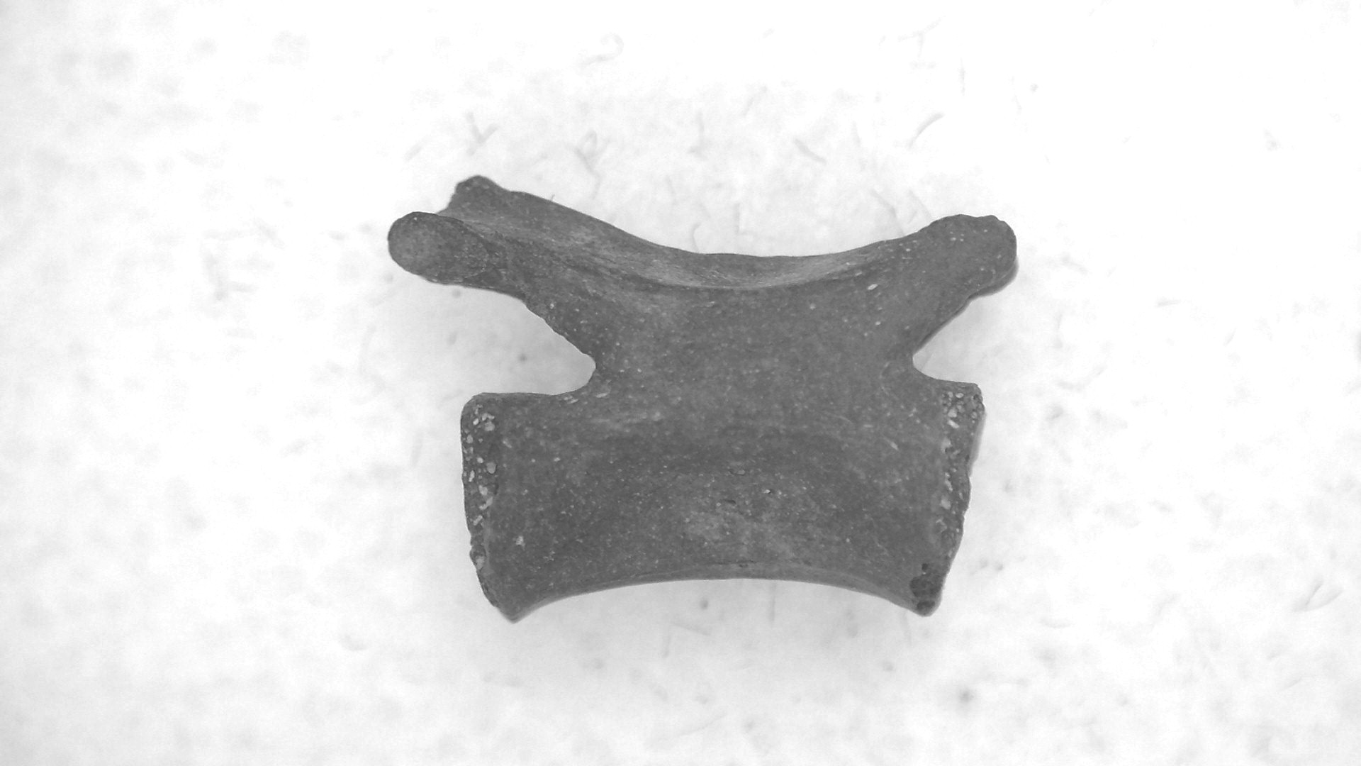 Oklahoma Permian Mycterosaurus Vertebrae 60a | Fossils for Sale Genuine Permian Age Mycterosaurus Vertebrae Fossils for Sale from Oklahoma #60a