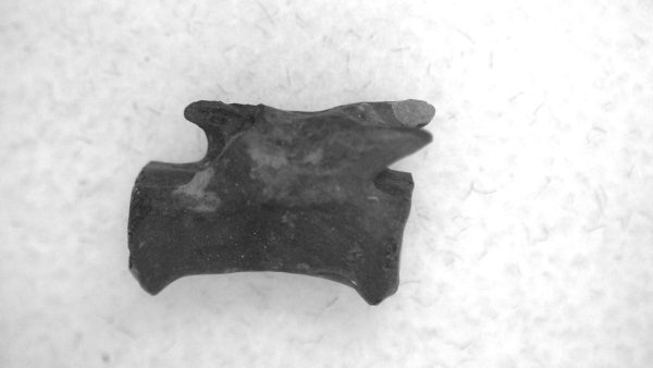 Genuine Permian Age Mycterosaurus Vertebrae Fossils for Sale from Oklahoma #63a