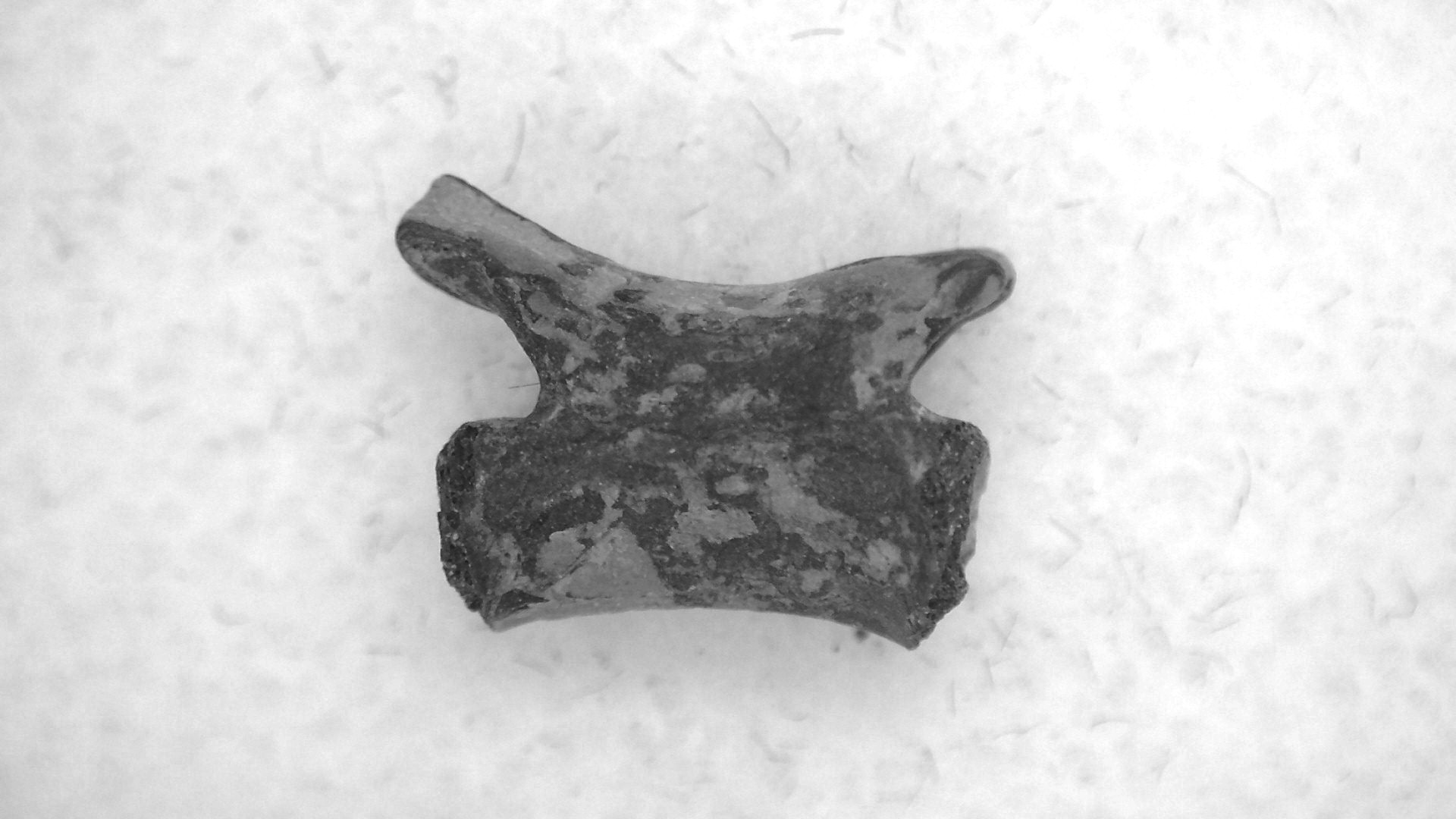 Oklahoma Permian Mycterosaurus Vertebrae 65 | Fossils for Sale Genuine Permian Age Mycterosaurus Vertebrae Fossils for Sale from Oklahoma #65