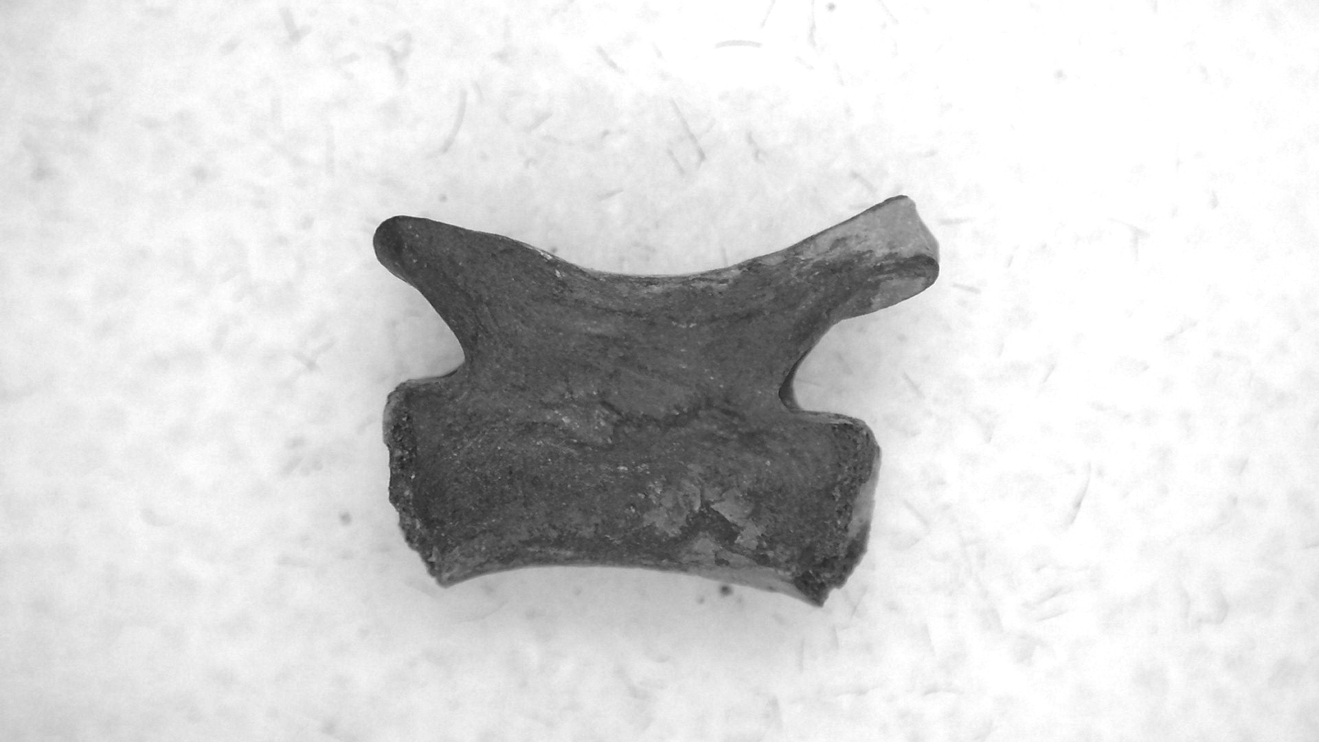 Oklahoma Permian Mycterosaurus Vertebrae 65a | Fossils for Sale Genuine Permian Age Mycterosaurus Vertebrae Fossils for Sale from Oklahoma #65a