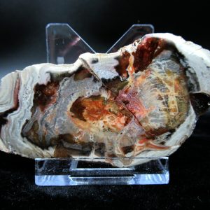 Genuine Triassic Age Small Petrified Wood Slice Fossils for Sale from Madagascar #20