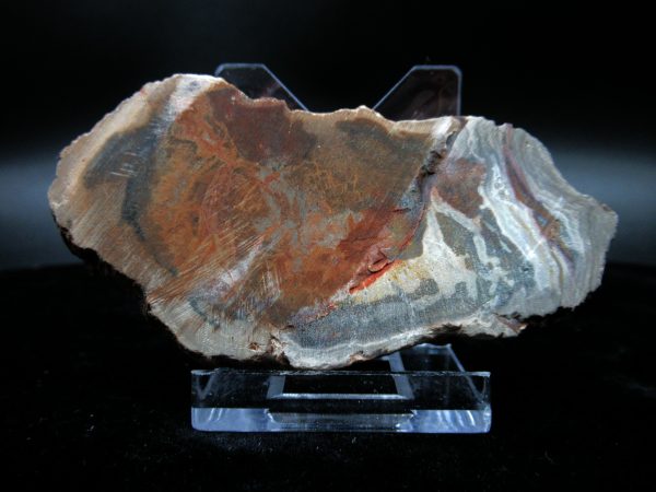 Genuine Triassic Age Small Petrified Wood Slice Fossils for Sale from Madagascar #20a