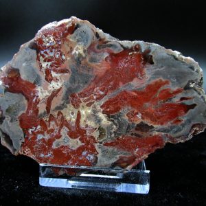 Genuine Triassic Age Small Petrified Wood Slice Fossils for Sale from Madagascar #22