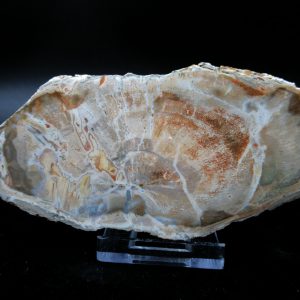 Genuine Triassic Age Small Petrified Wood Slice Fossils for Sale from Madagascar #24