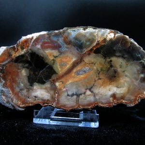 Genuine Triassic Age Small Petrified Wood Slice Fossils for Sale from Madagascar #25