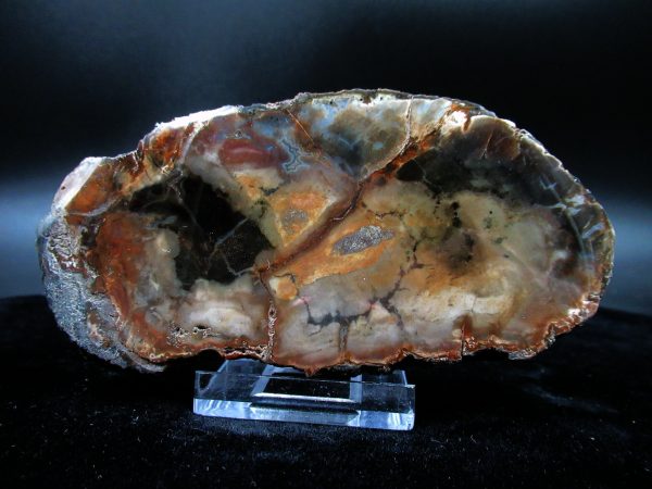 Genuine Triassic Age Small Petrified Wood Slice Fossils for Sale from Madagascar #25