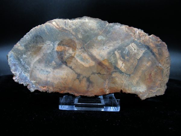 Genuine Triassic Age Small Petrified Wood Slice Fossils for Sale from Madagascar #25a