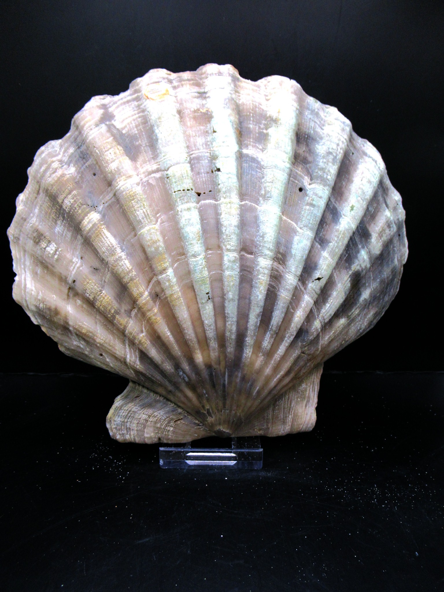 Virginia Pliocene Chesapecten 19 | Fossils for Sale Genuine Pliocene Age Chesapecten jeffersonius for Sale from Virginia #19