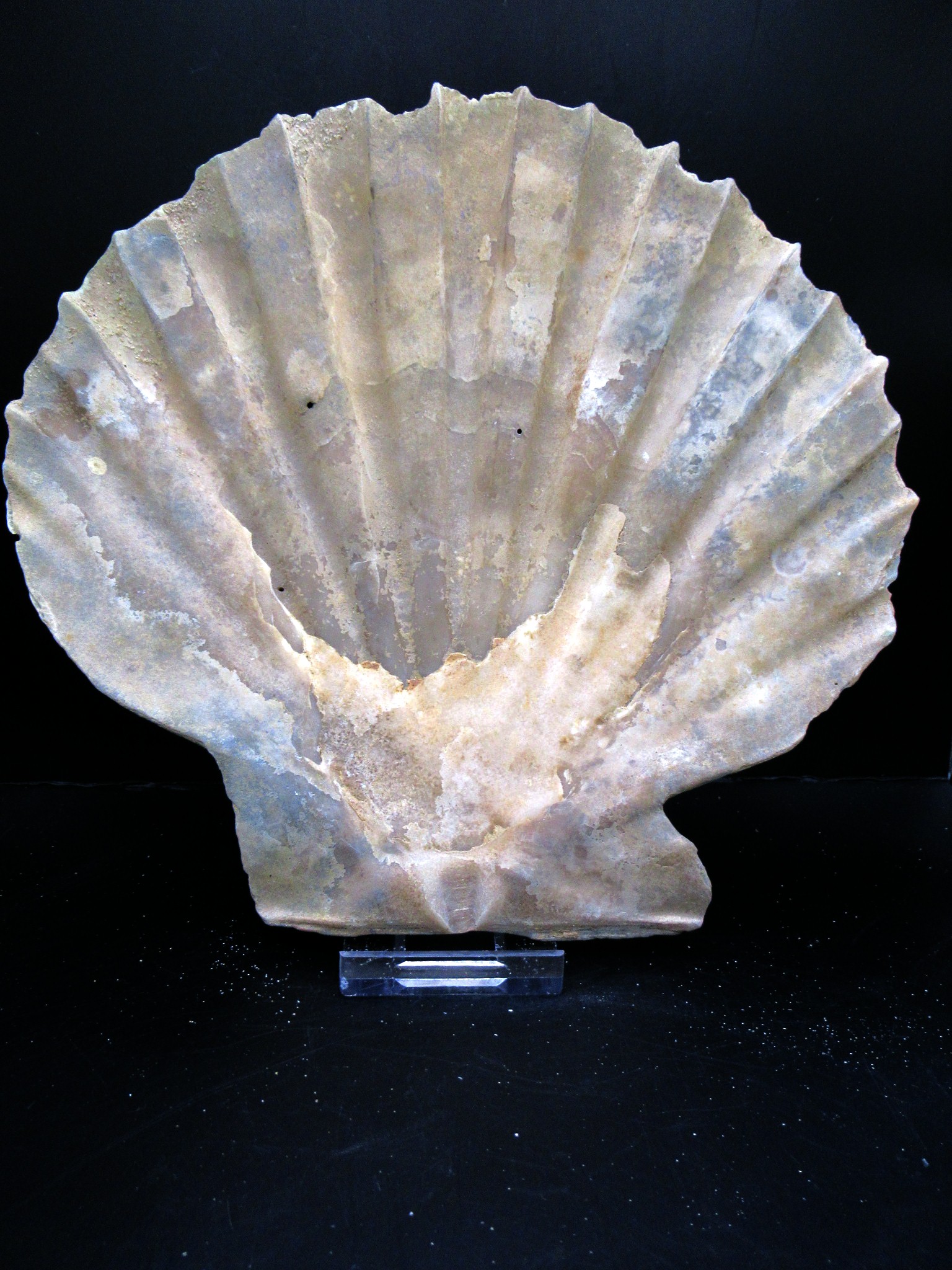 Virginia Pliocene Chesapecten 19a | Fossils for Sale Genuine Pliocene Age Chesapecten jeffersonius for Sale from Virginia #19a