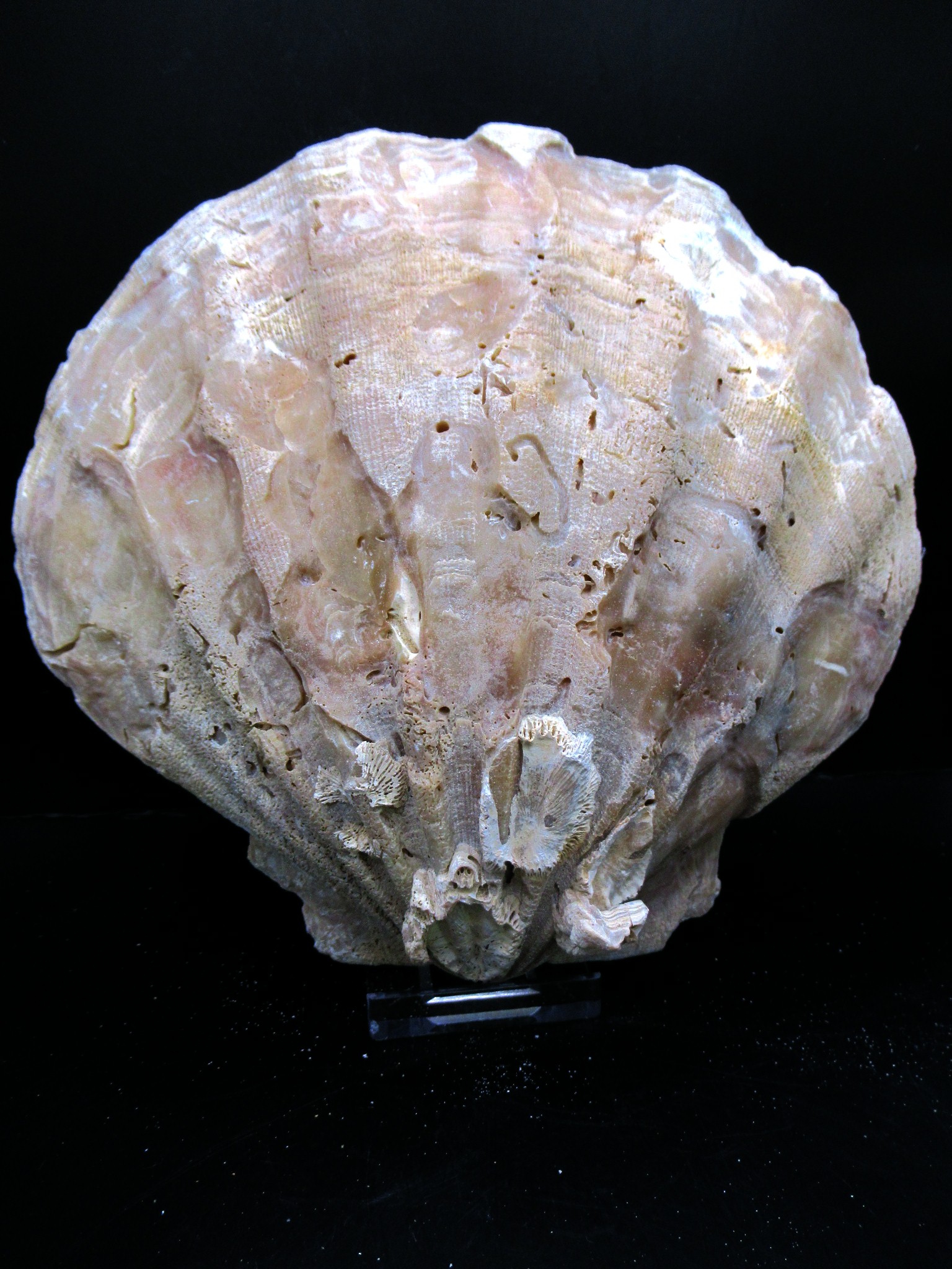 Virginia Pliocene Chesapecten 21 | Fossils for Sale Genuine Pliocene Age Chesapecten jeffersonius for Sale from Virginia #21
