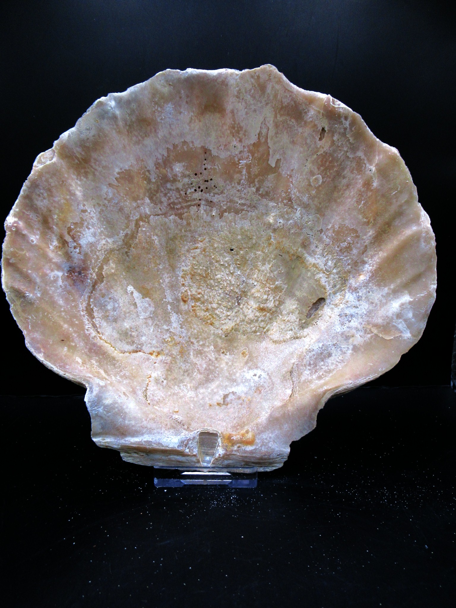 Virginia Pliocene Chesapecten 21a | Fossils for Sale Genuine Pliocene Age Chesapecten jeffersonius for Sale from Virginia #21a