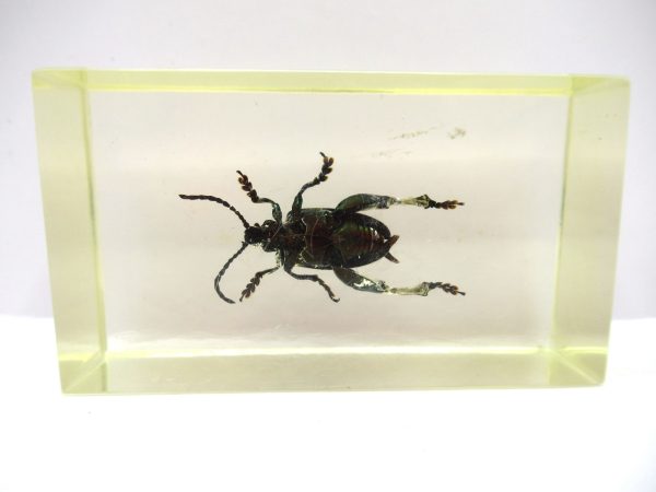 Genuine Modern Insect in Resin Block for Sale #66a