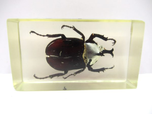 Genuine Modern Insect in Resin Block for Sale #67