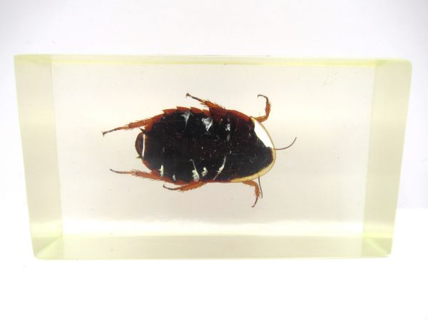 Genuine Modern Insect in Resin Block for Sale #68