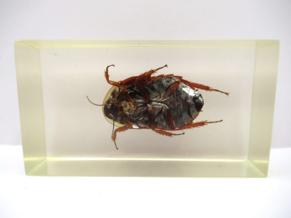 Genuine Modern Insect in Resin Block for Sale #68a