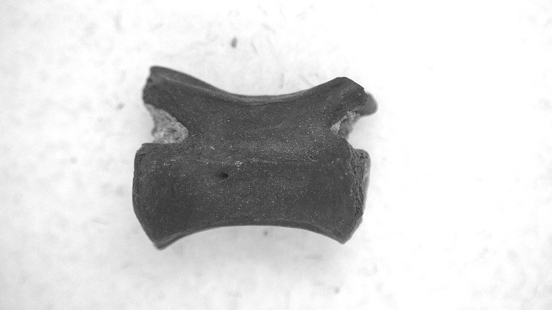 oklahoma permian mycterosaurus vertebrae 22a | Fossils for Sale Genuine Permian Age Mycterosaurus Vertebrae Fossils for Sale from Oklahoma #22a