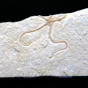 Genuine Jurassic Age Sinosura Brittle Star (Solnhofen) Fossils for Sale from Germany #1