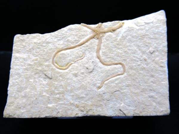 Genuine Jurassic Age Sinosura Brittle Star (Solnhofen) Fossils for Sale from Germany #1