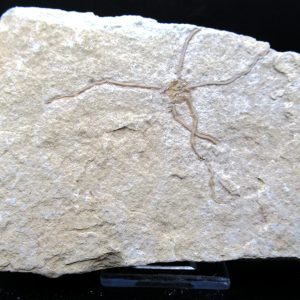 Genuine Jurassic Age Sinosura Brittle Star (Solnhofen) Fossils for Sale from Germany #10