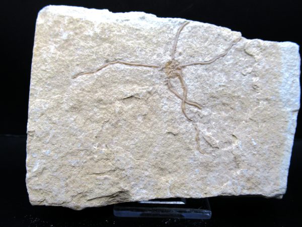 Genuine Jurassic Age Sinosura Brittle Star (Solnhofen) Fossils for Sale from Germany #10