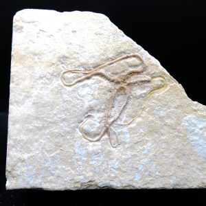 Genuine Jurassic Age Sinosura Brittle Star (Solnhofen) Fossils for Sale from Germany #11