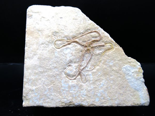 Genuine Jurassic Age Sinosura Brittle Star (Solnhofen) Fossils for Sale from Germany #11