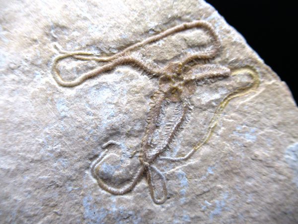 Genuine Jurassic Age Sinosura Brittle Star (Solnhofen) Fossils for Sale from Germany #11a