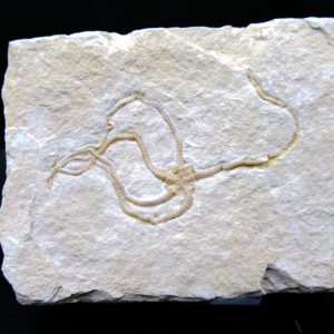 Genuine Jurassic Age Sinosura Brittle Star (Solnhofen) Fossils for Sale from Germany #12