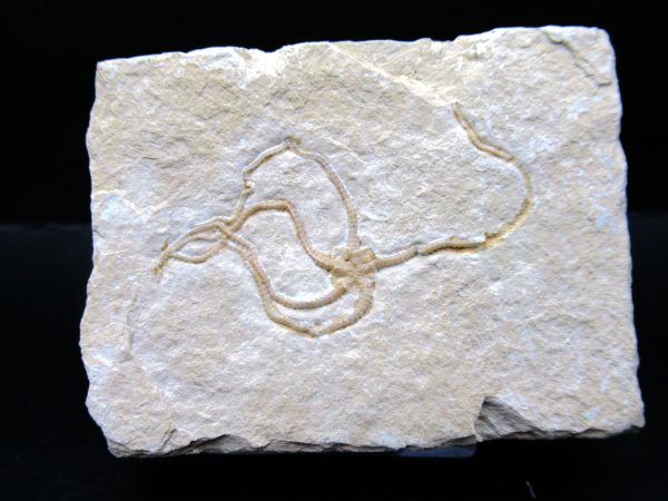 Genuine Jurassic Age Sinosura Brittle Star (Solnhofen) Fossils for Sale from Germany #12