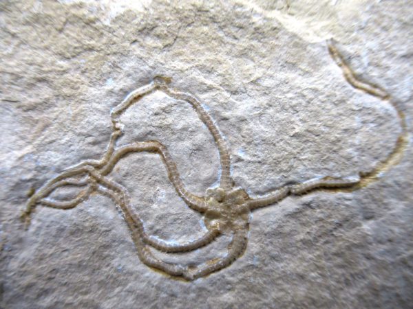 Genuine Jurassic Age Sinosura Brittle Star (Solnhofen) Fossils for Sale from Germany #12a