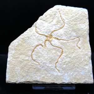 Genuine Jurassic Age Sinosura Brittle Star (Solnhofen) Fossils for Sale from Germany #13