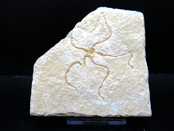 Genuine Jurassic Age Sinosura Brittle Star (Solnhofen) Fossils for Sale from Germany #13