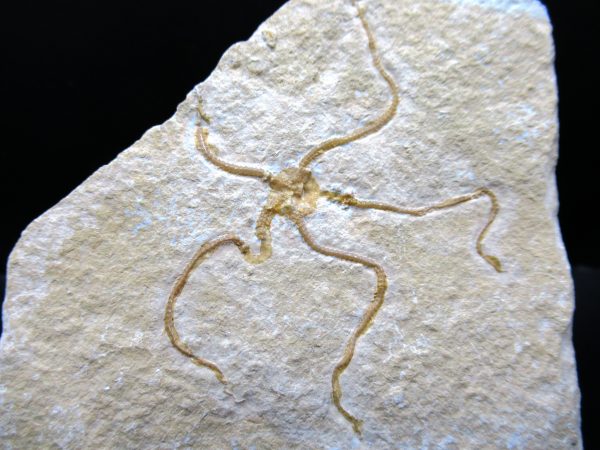 Genuine Jurassic Age Sinosura Brittle Star (Solnhofen) Fossils for Sale from Germany #13a