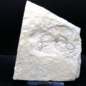 Genuine Jurassic Age Sinosura Brittle Star (Solnhofen) Fossils for Sale from Germany #14